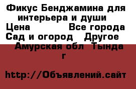 Фикус Бенджамина для интерьера и души › Цена ­ 2 900 - Все города Сад и огород » Другое   . Амурская обл.,Тында г.